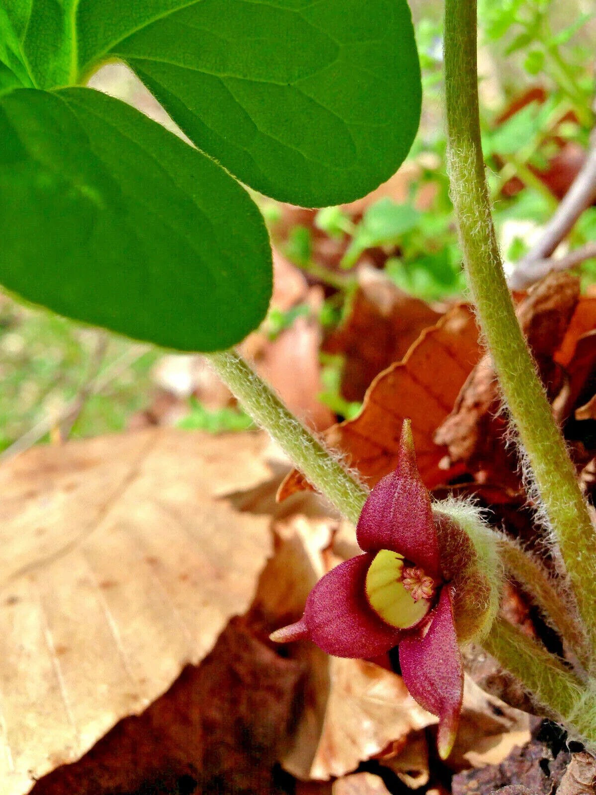 10 Wild Ginger - Asarum Canadense Seeds - Seed World