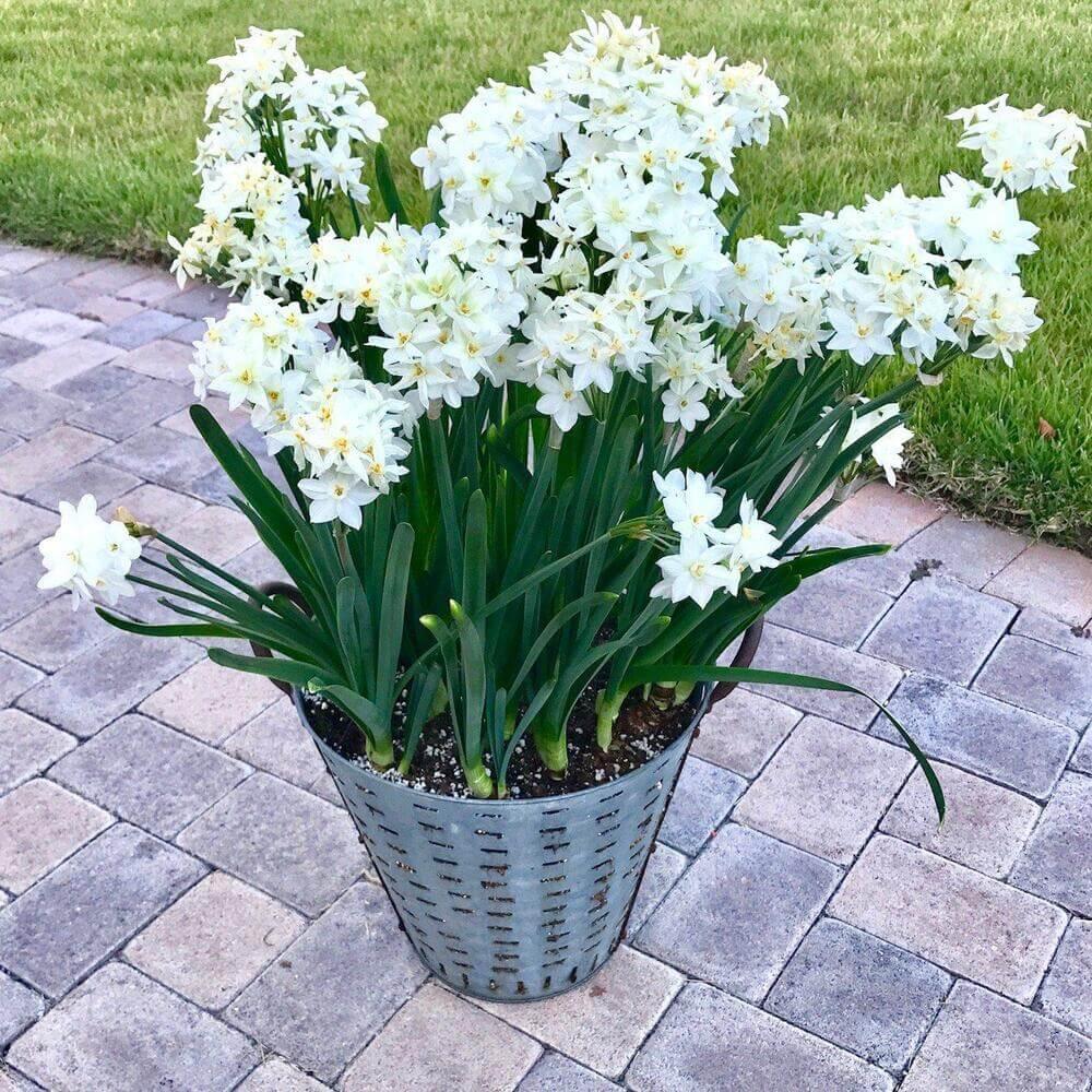 10 Ziva - Paperwhites Flower Bulbs (14-15cm) - Seed World