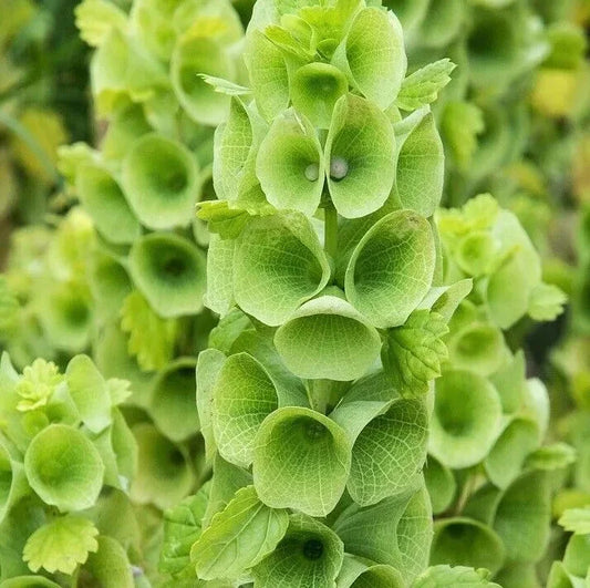 100 Bells of Ireland Seeds - Seed World