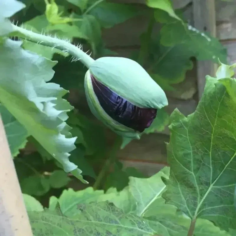 100 Black Peony Poppy Seeds - Seed World