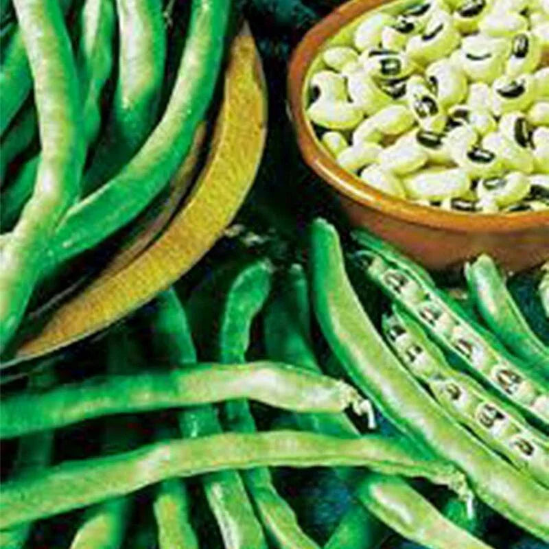 100 California Blackeye Cowpea Seeds - Seed World