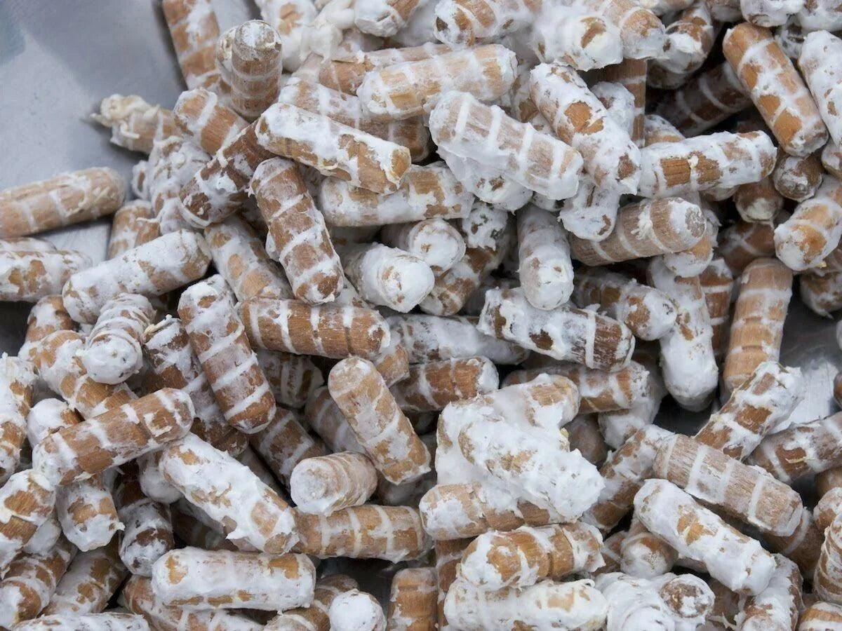 100 Chicken of the Woods Mushroom Plugs - Seed World