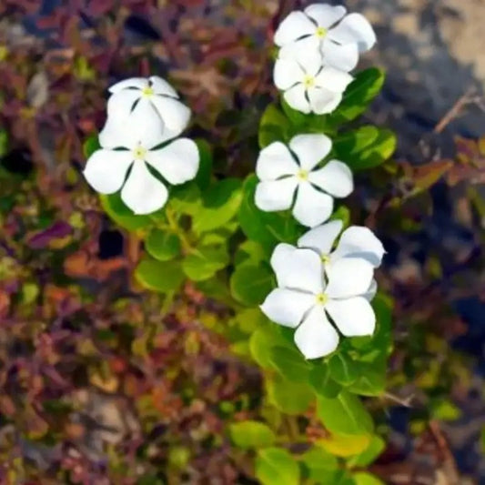 100 Dwarf White Periwinkle Seeds - Seed World
