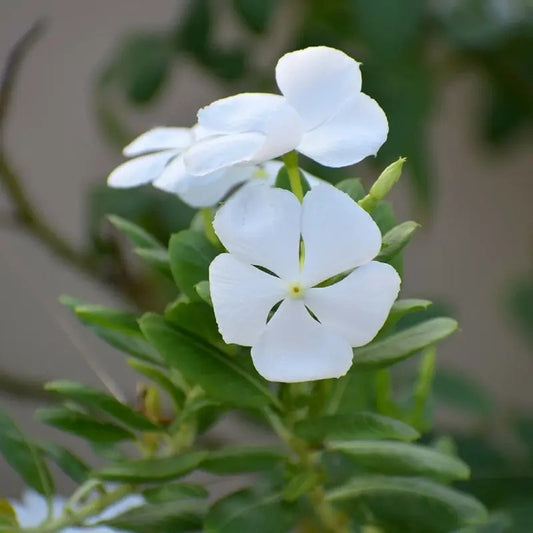100 Dwarf White Periwinkle Seeds - Seed World