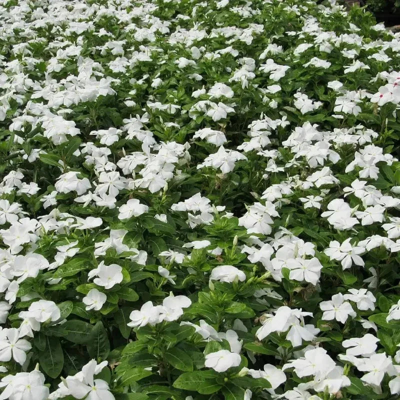 100 Dwarf White Periwinkle Seeds - Seed World