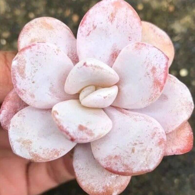 100 Echeveria Laui - Succulent Seeds - Seed World