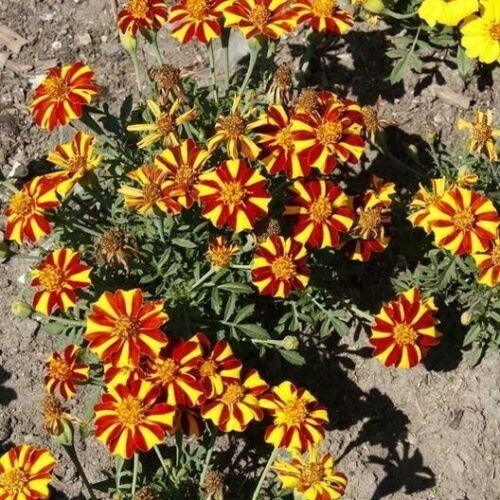 100 French Marigold Seeds – Court Jester - Seed World
