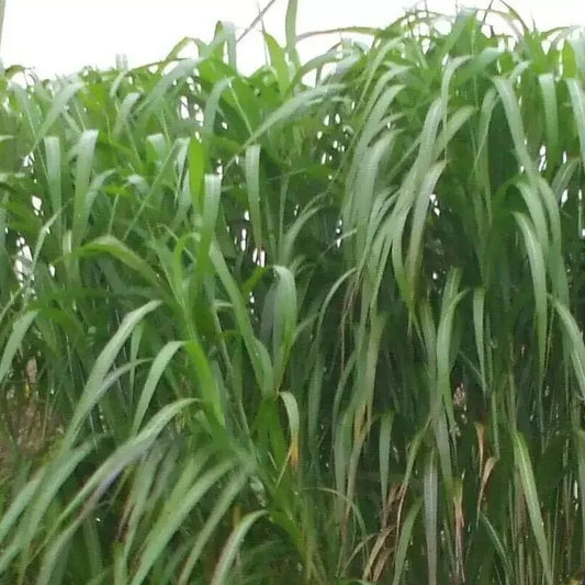 100 Giant Skyscraper Grass Seeds - Seed World