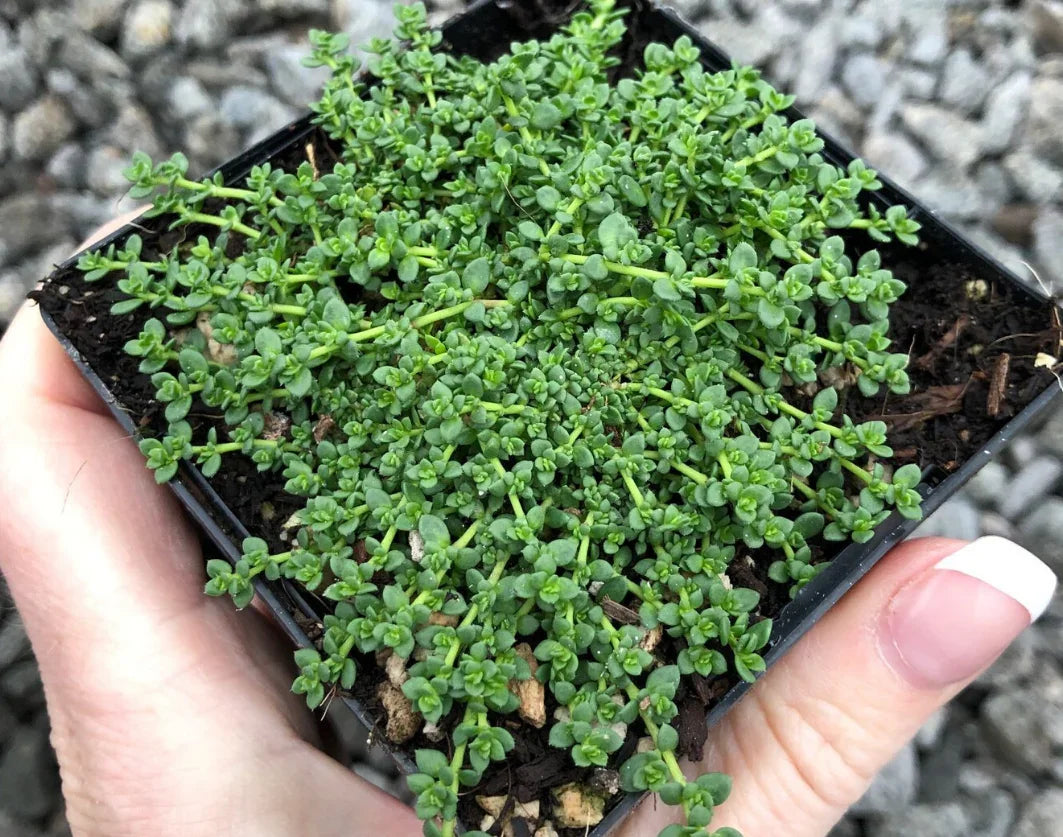 100 Green Carpet - Rupturewort Seeds - Seed World