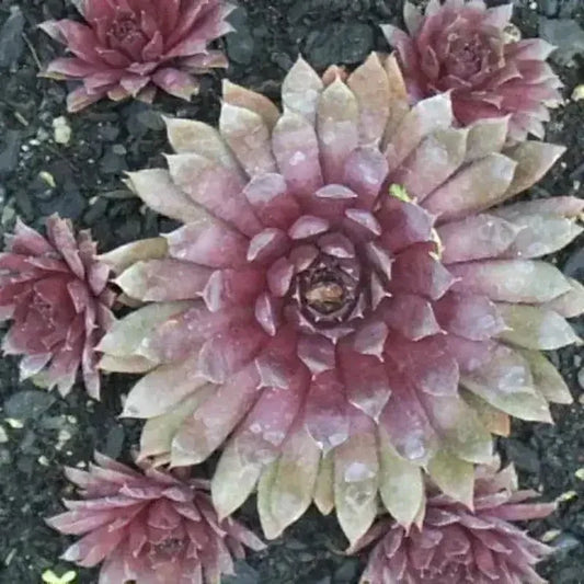 100 Hens and Chickens Seeds - Seed World