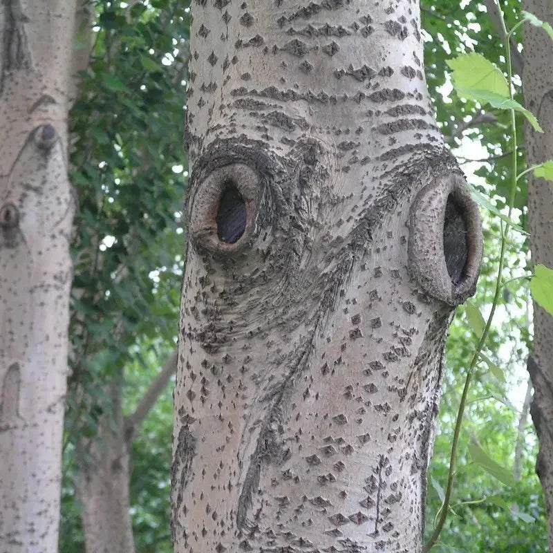 100 Japanese White Birch Tree Seeds - Seed World