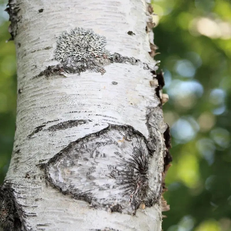 100 Japanese White Birch Tree Seeds - Seed World