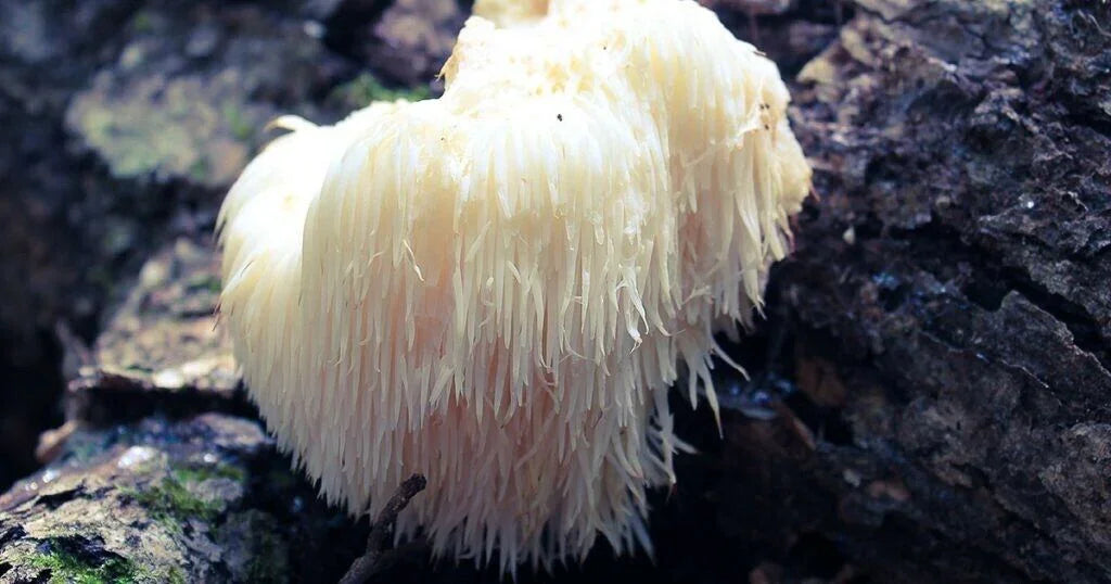 100 Lion's Mane Mushroom Plug Spawn - Seed World