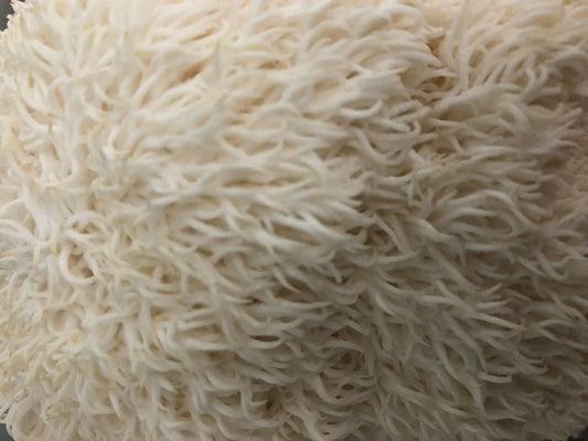 100 Lion's Mane Mushroom Plug Spawn - Seed World