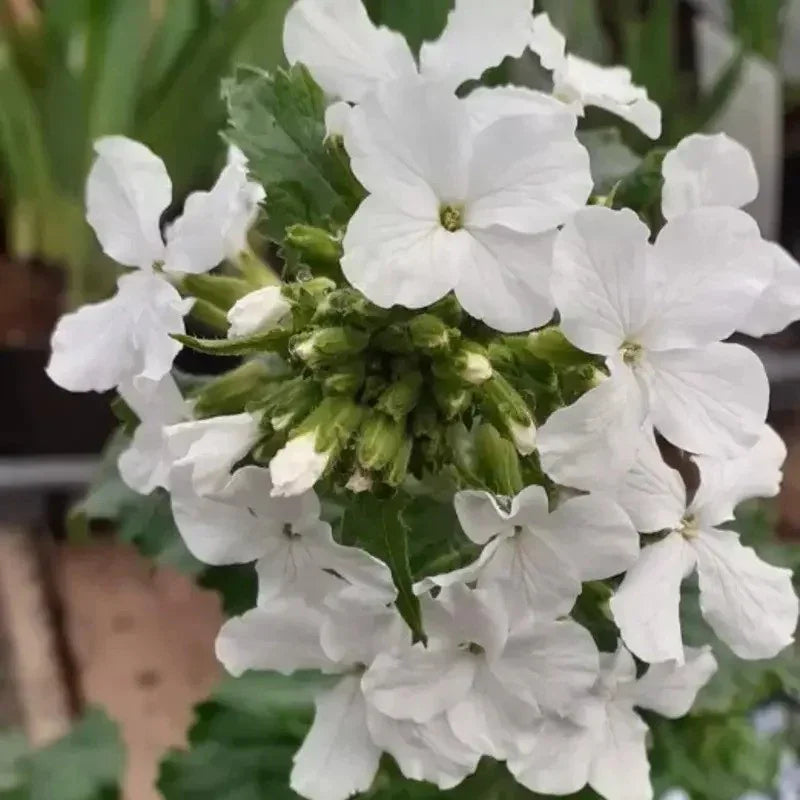 100 Lunaria - Money Plant - Honesty Flower Seeds - Seed World
