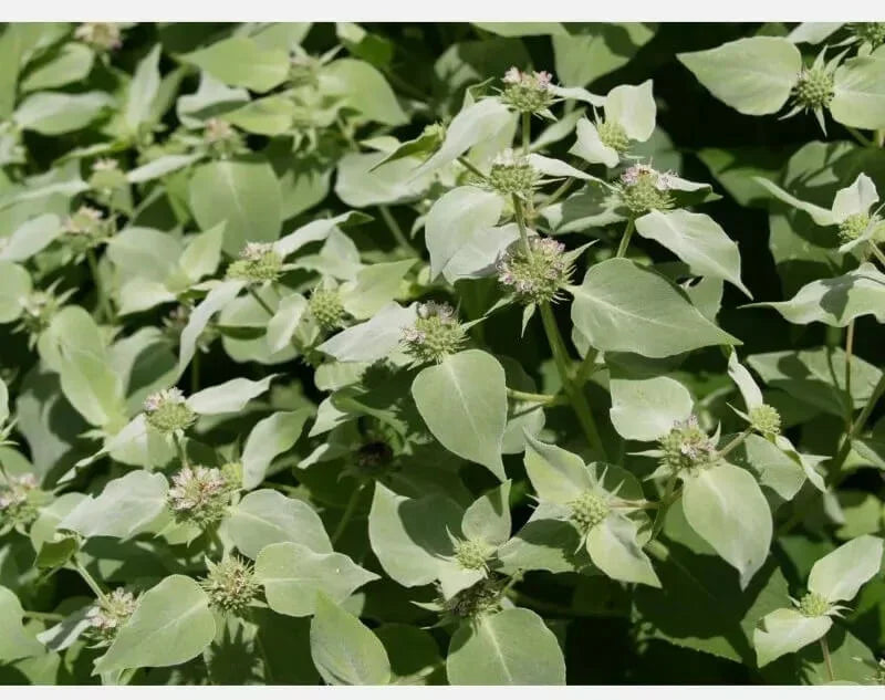 100 Mountain Mint Herb Seeds - Seed World