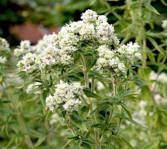 100 Mountain Mint Herb Seeds - Seed World