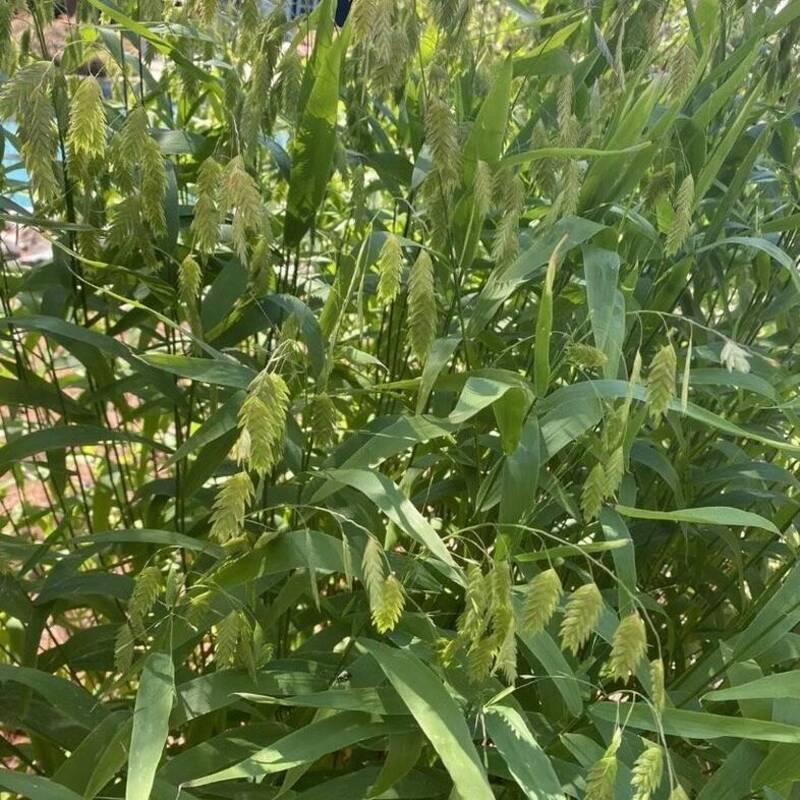 100 Northern Sea Oat Grass Seeds - Seed World