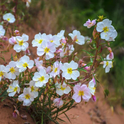 100 Pale Evening Primrose Seeds - Seed World