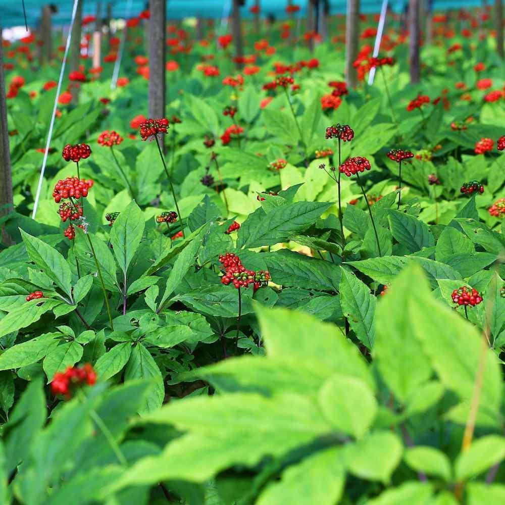 Field of Korean ginseng plants with berries