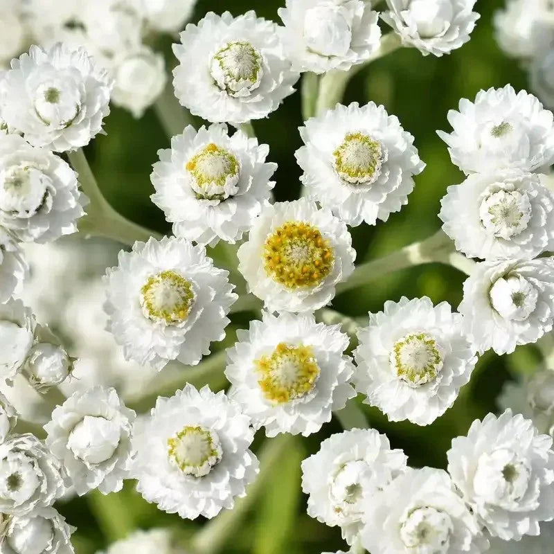 100 Pearly Everlasting Anaphalis Flower Seeds - Seed World