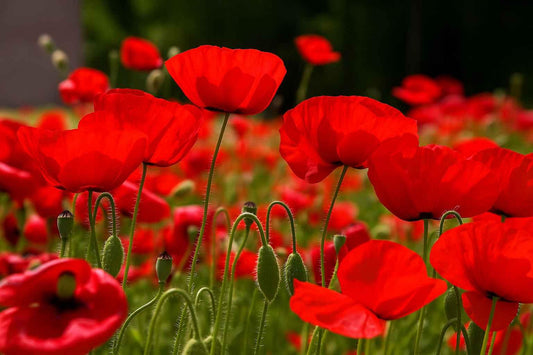 100 Red Poppy Flower Seeds β Scarlet Blooms, Easy Annual (Papaver rhoeas) - Seed World