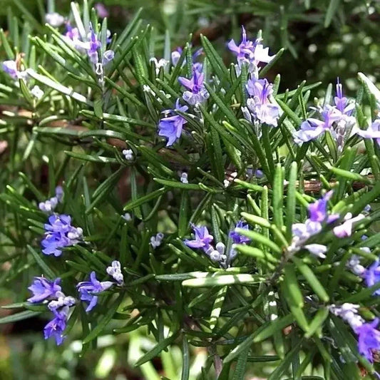 Close-up of a rosemary plant with purple flowers and green leaves.
