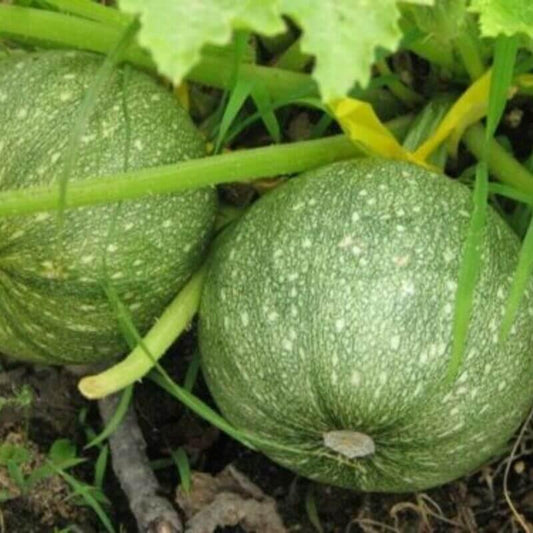 100 Round Zucchini Squash Seeds - Seed World