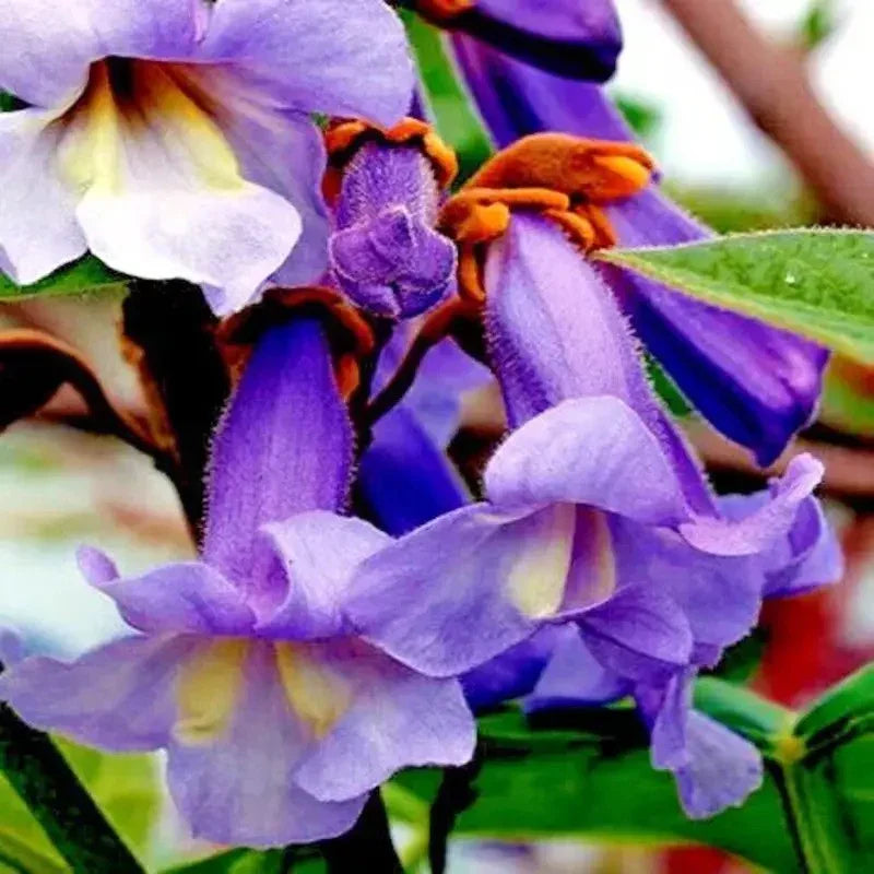 100 Royal Empress Tree Seeds - Seed World