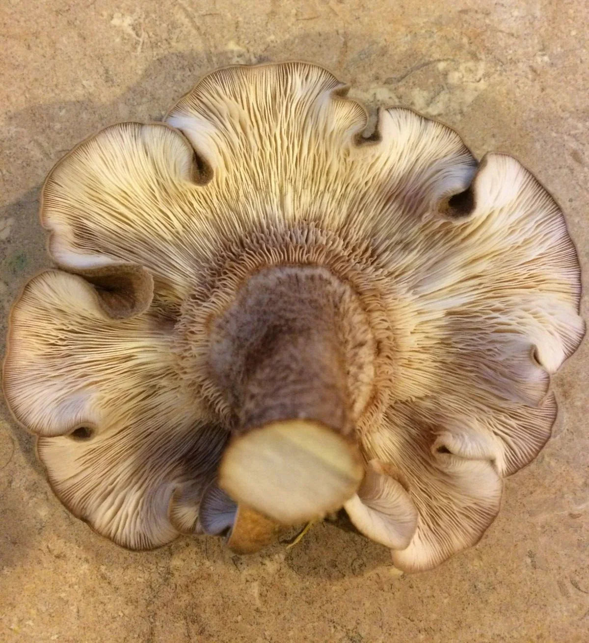 100 Shiitake Mushroom Plug Spawn – Easy Log Inoculation - Seed World