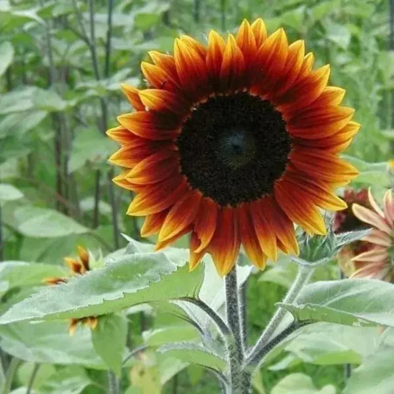 100 Sunflower Earthwalker Seeds - Seed World