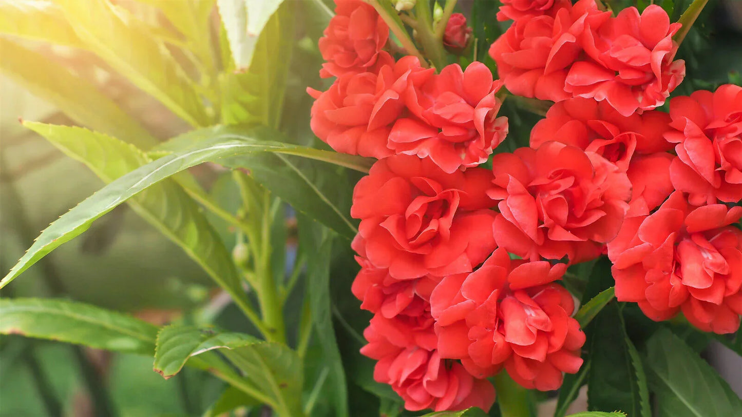 100 Tom Thumb Dwarf Impatiens Seeds - Mix - Seed World