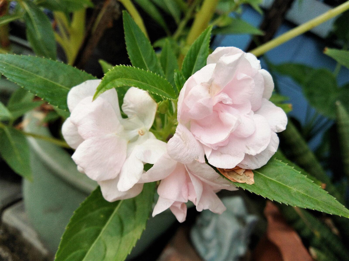 100 Tom Thumb Dwarf Impatiens Seeds - Mix - Seed World