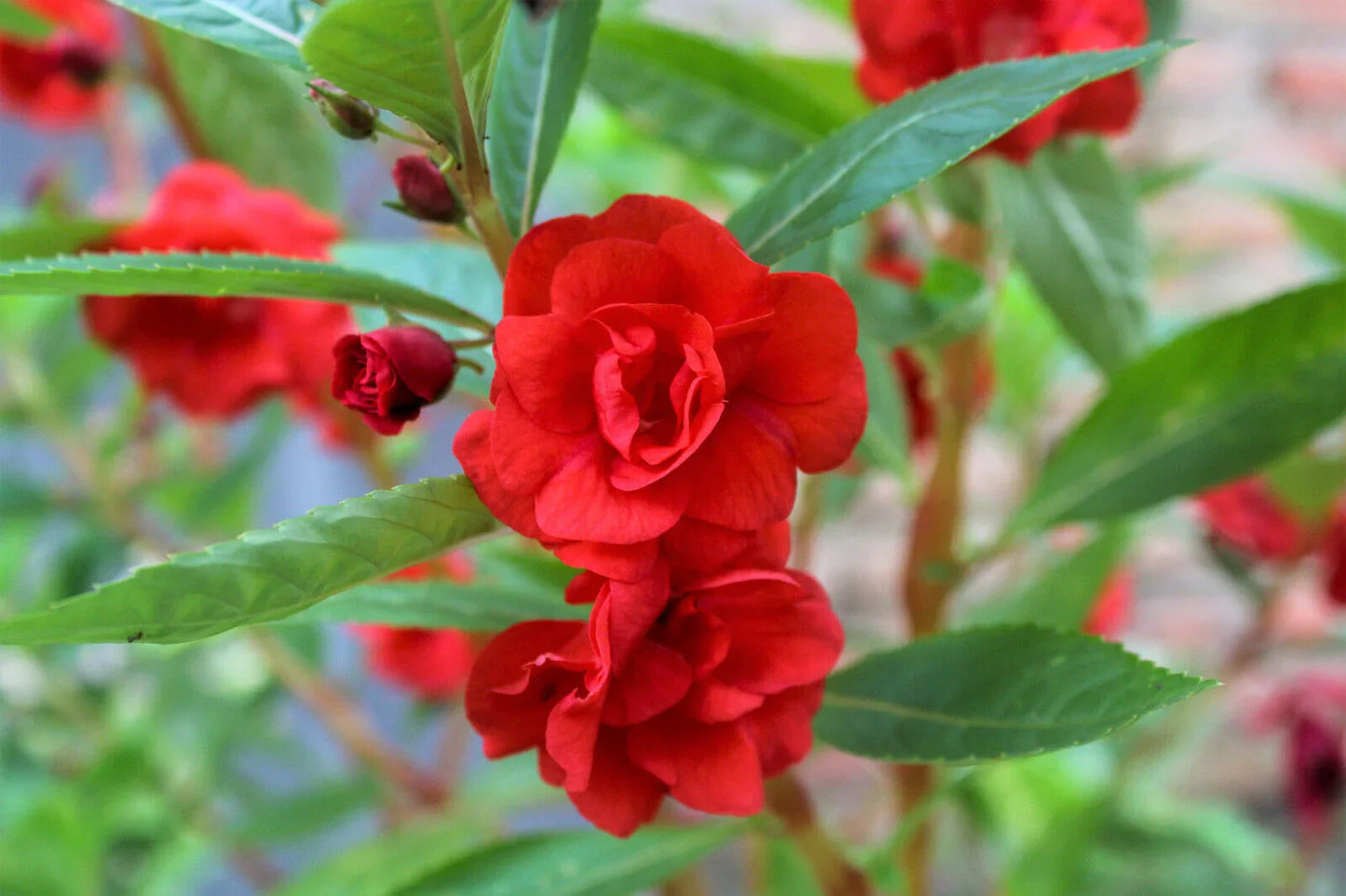 100 Tom Thumb Dwarf Impatiens Seeds - Mix - Seed World