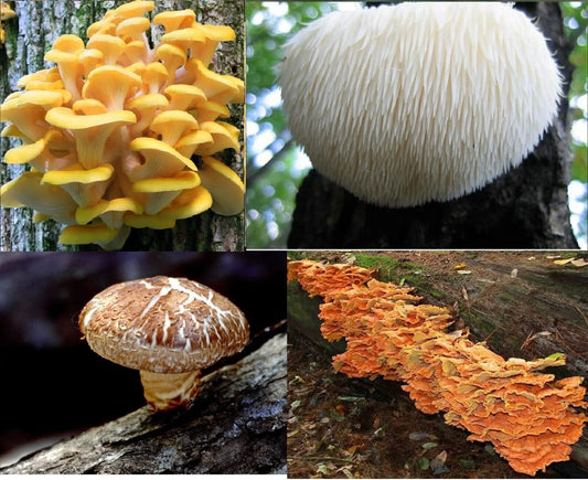 100 Variety Pack - Mushroom Plug Spawn - Seed World