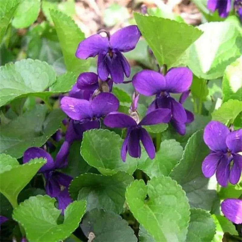 100 Viola Queen Charlotte Flower Seeds - Seed World