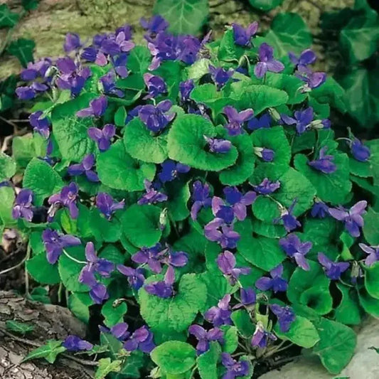 100 Viola Queen Charlotte Flower Seeds - Seed World