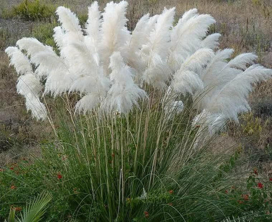 100 White Pampas Grass Seeds - Seed World
