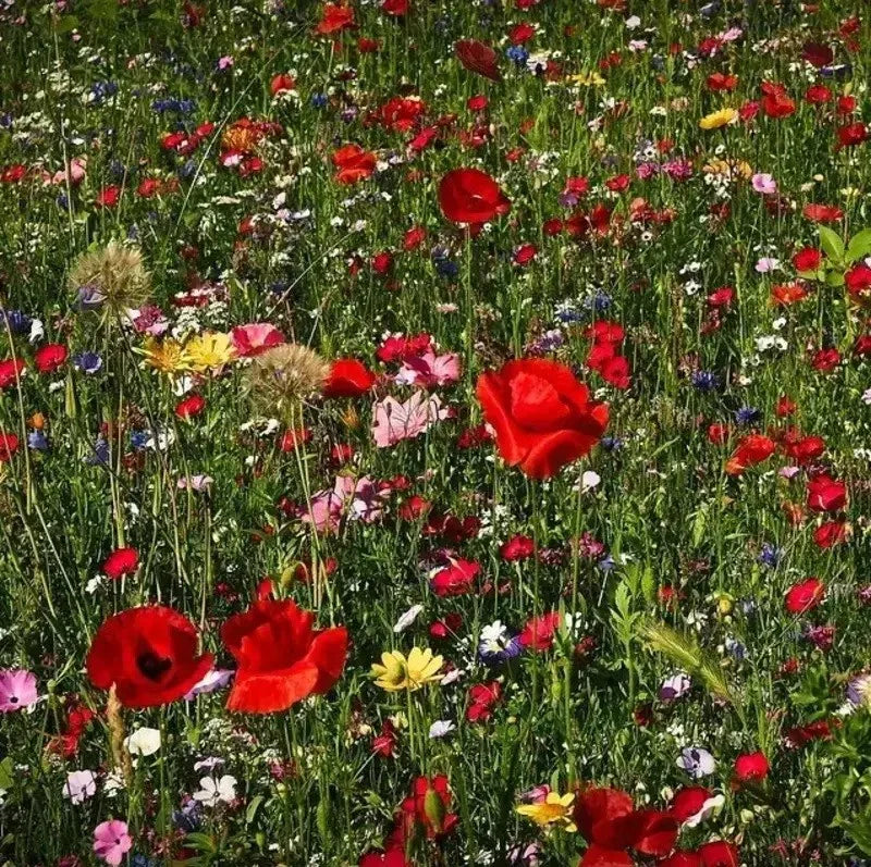 1000 All Perennial Wild Flower Mix Seeds - Seed World