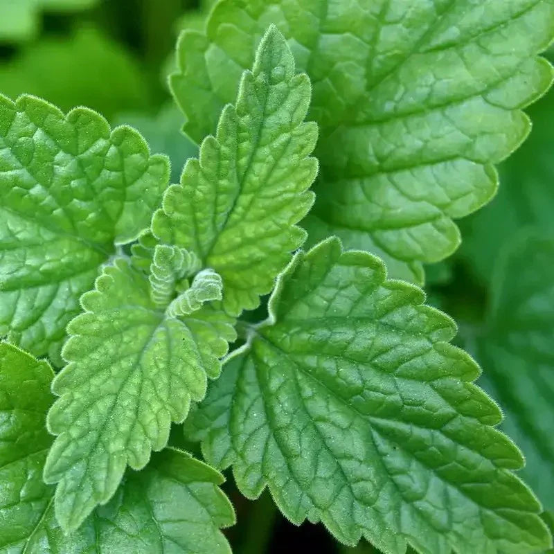 1000 Catnip Cat Mint Herb Seeds - Seed World