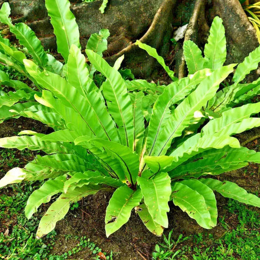 Green fern plant with a natural background