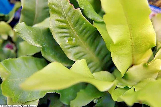 1000 Hardy Tongue Fern Spores Seeds - Seed World