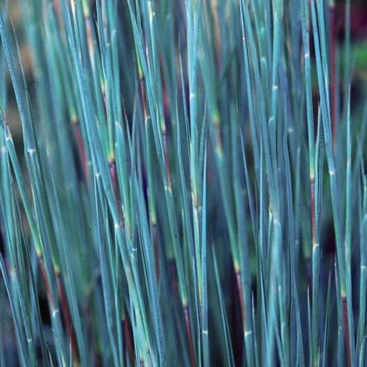 1000 Little Blue Stem Grass Seeds - Seed World
