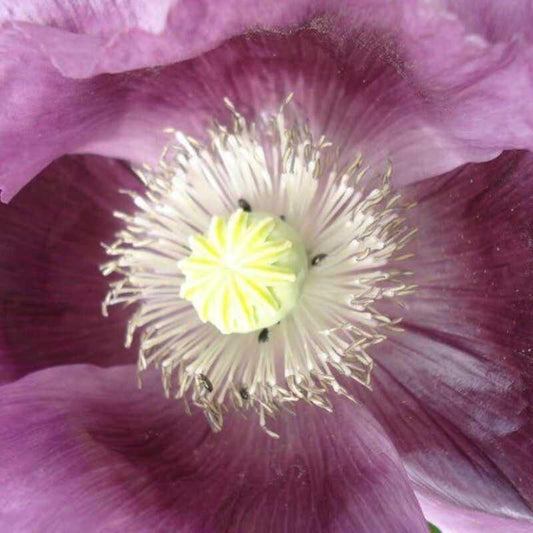 1000 Poppy Lavender Seeds - Seed World