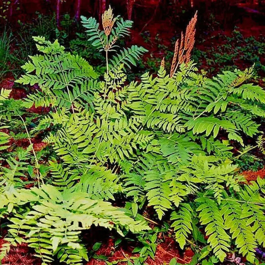 Green ferns with brown accents in a natural setting