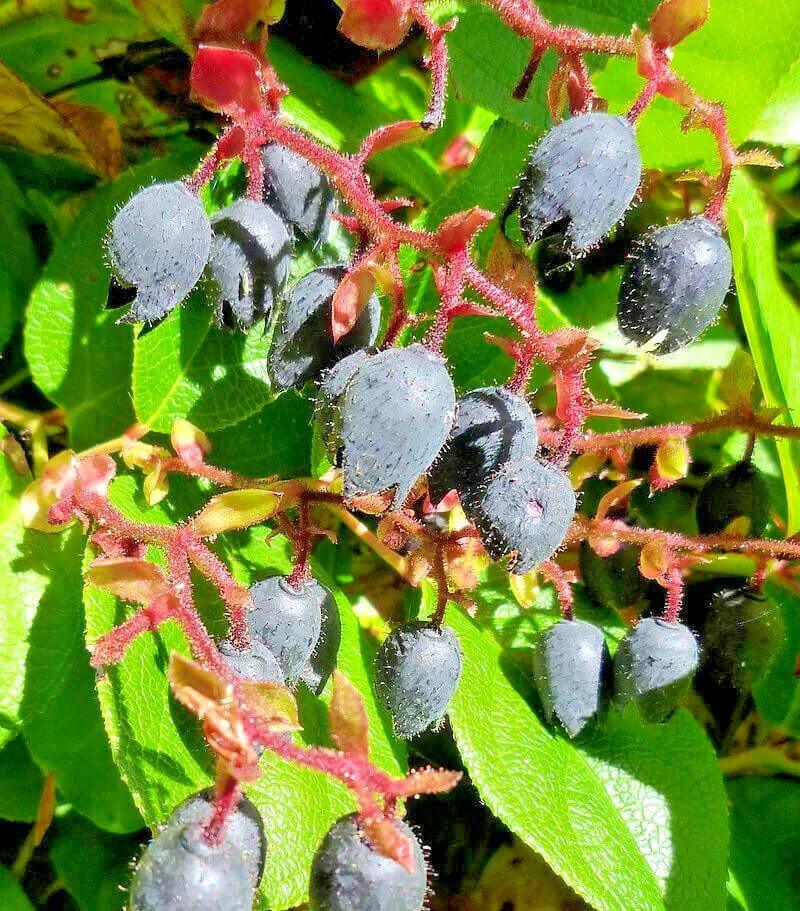 1000 Salal Seeds – Gaultheria shallon - Seed World