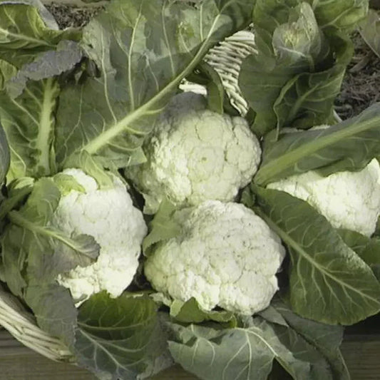1000 Snowball Cauliflower Seeds - Seed World