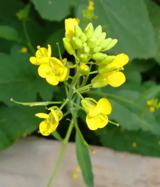 1000 Yellow Mustard - Brassica Alba Seeds - Seed World