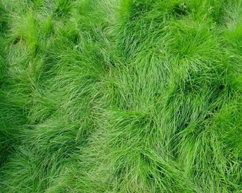 1000 Creeping Red Fescue Seeds