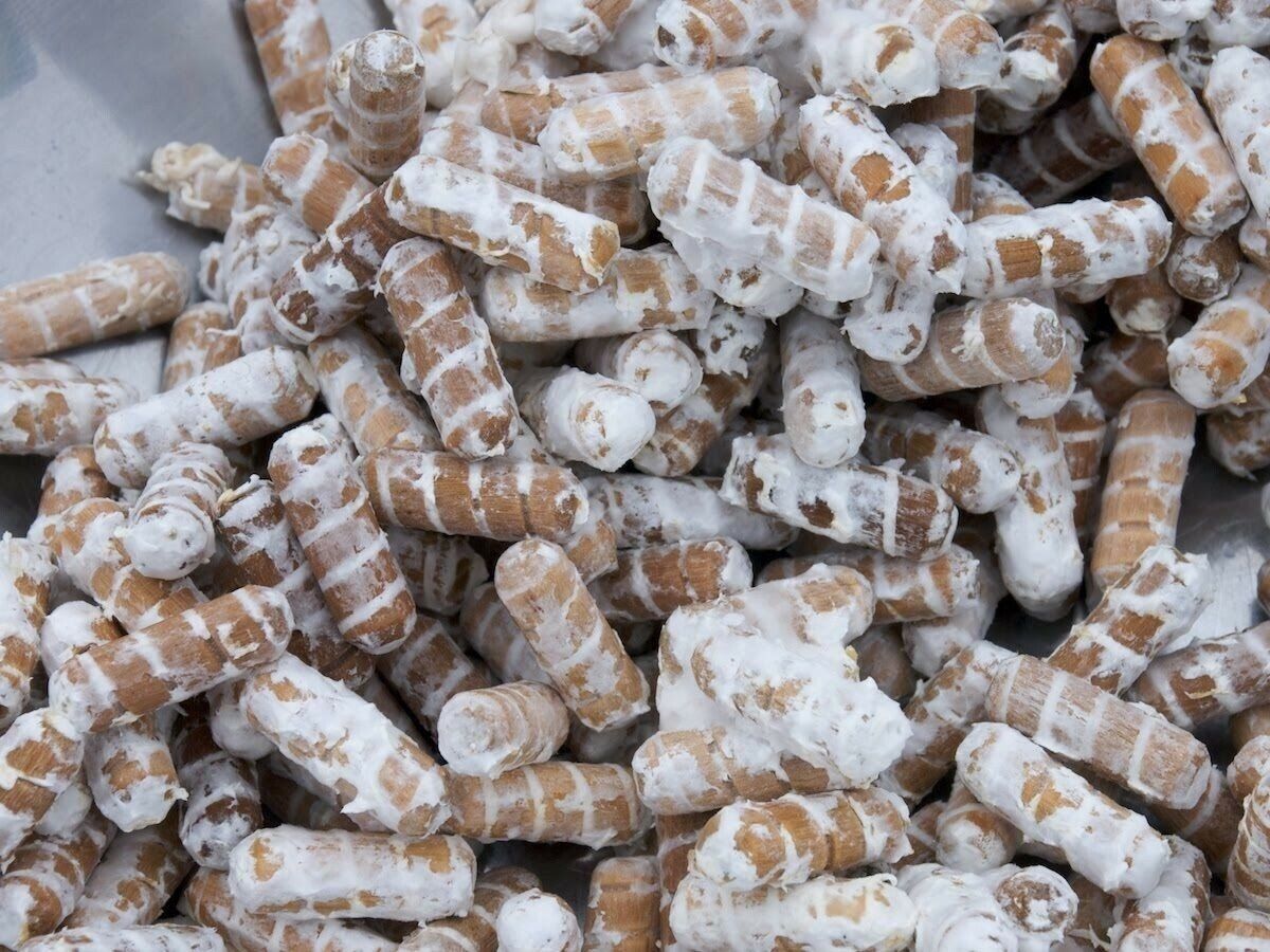 Chicken of the Woods mushroom Plugs for log inoculation - Seed World